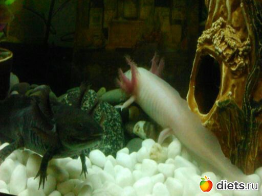 ��� ����� ������� - ������ � �����