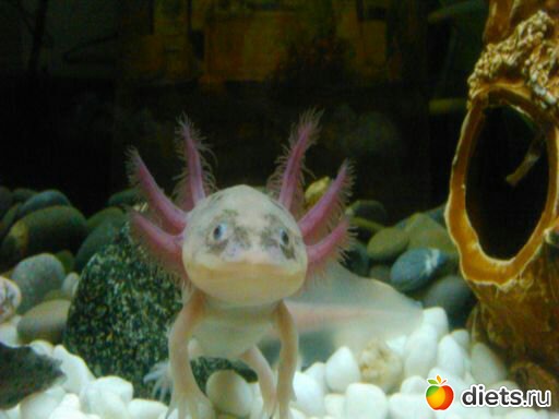 ��� ����� ������� - ������ � �����