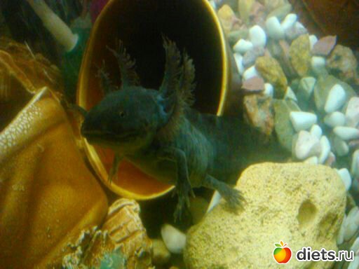 ��� ����� ������� - ������ � �����