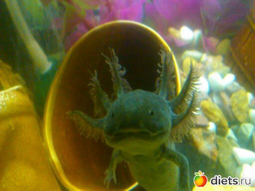 ��� ����� ������� - ������ � �����