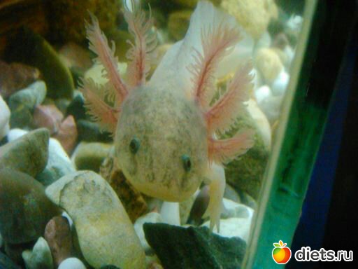 ��� ����� ������� - ������ � �����