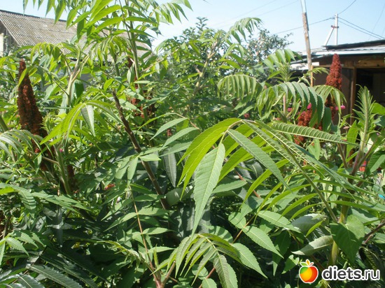 ������� ������., ������: ��� ������� ����.