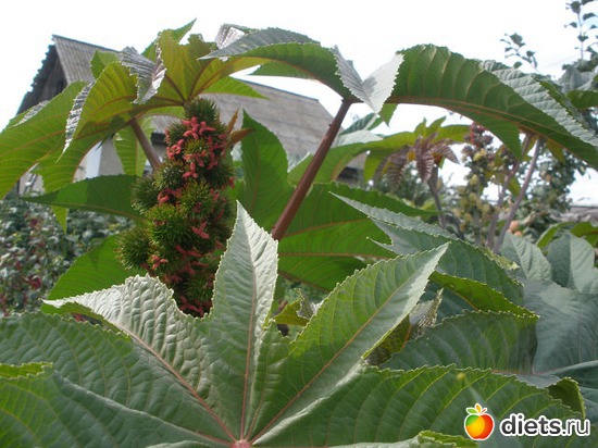 ���������, ������: ��� ������� ����.