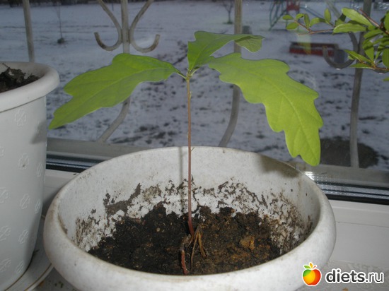 ����� � ������., ������: ��� ������� ����.