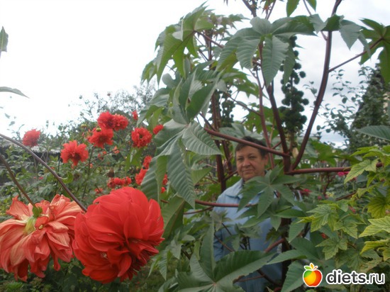 � � �������� ���������., ������: ��� ������� ����.