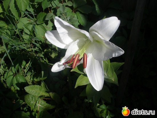 �����., ������: ��� ������� ����.