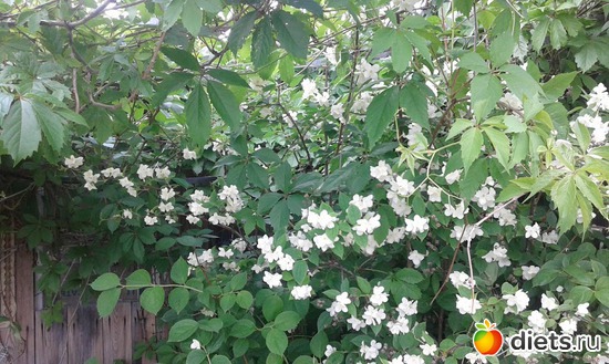 ������ ������ ����� �������., ������: ��� ������� ����.