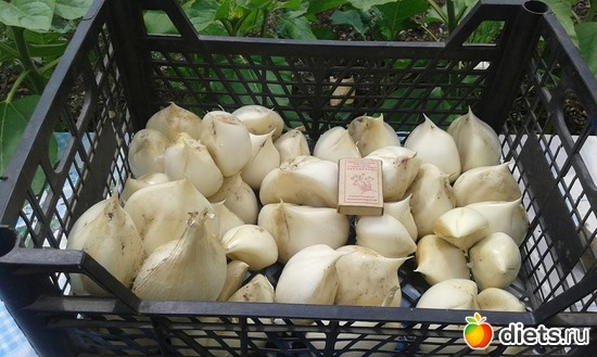 ������ ������ � ���� ����., ������: ��� ������� ����.