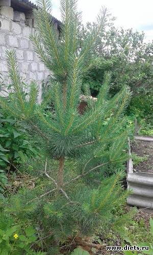 ������ ������� ���������., ������: ��� ������� ����.