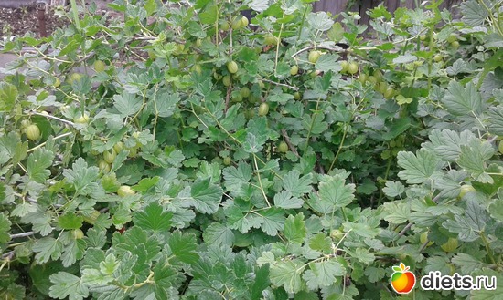 ���������., ������: ��� ������� ����.