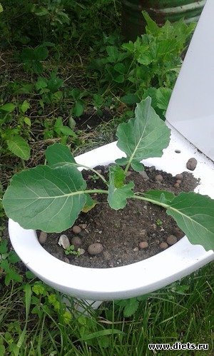 ���� �� ������� �����. ��� �������, ������� �������., ������: ��� ������� ����.