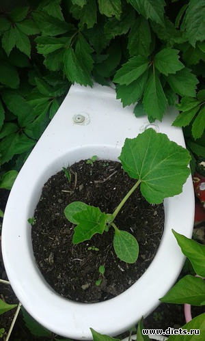 � ������� ���� �� ��������., ������: ��� ������� ����.