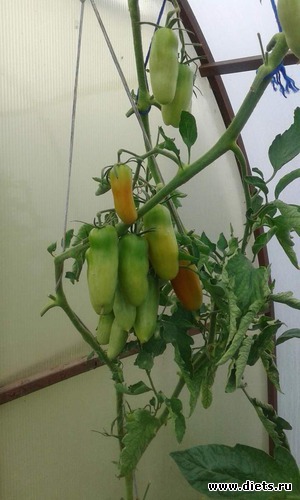 2016 ������� ������� �������., ������: ��� ������� ����.