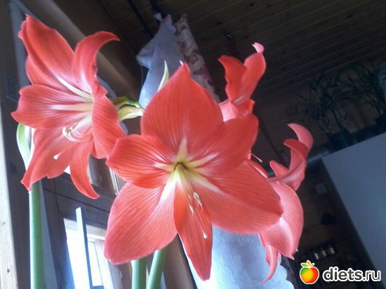 4 ����: ��������