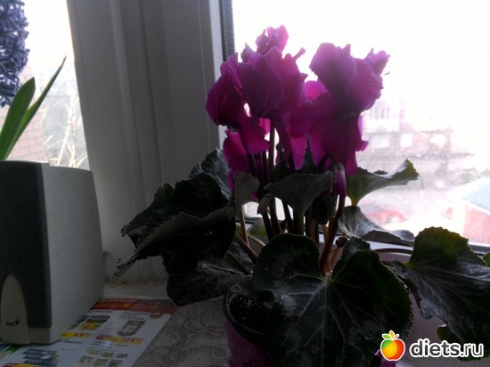 цикломен, альбом: Цветы