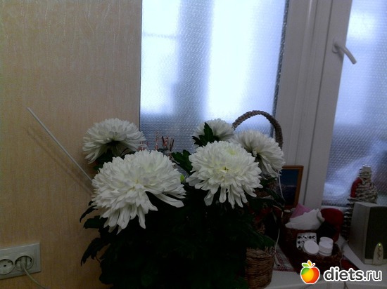 хризантемы, альбом: Цветы