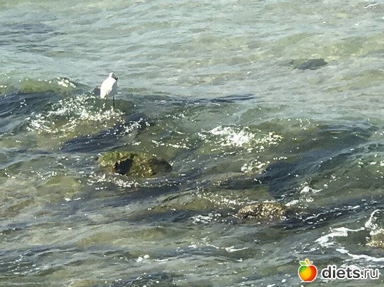 4 ����: ���� 2017