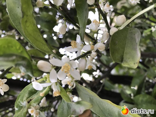 24 ����: ���� 2017