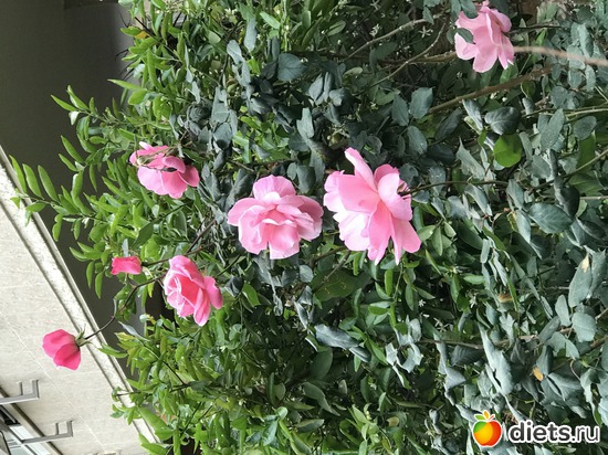 25 ����: ���� 2017