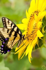 * * * * *  38/90  29 * * * * *