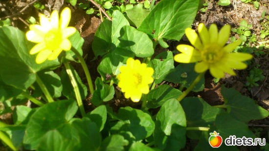 ������ �������� 23.03.17, ������: �������