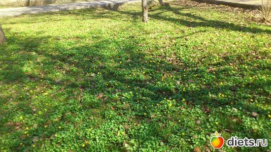 �����, ������: �������