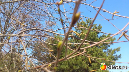 ������, ������: �������