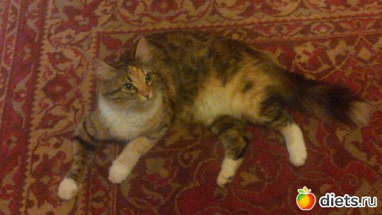 2 ����: ****