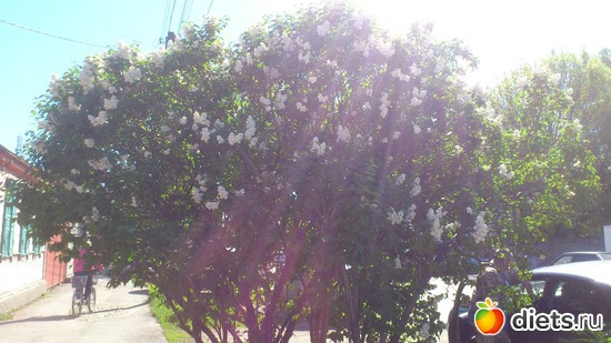 5 ���, ������: 1 ��� 2017 �