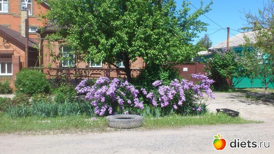 ���, ������: 1 ��� 2017 �