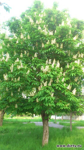 5 ��� 2017, ������: 1 ��� 2017 �