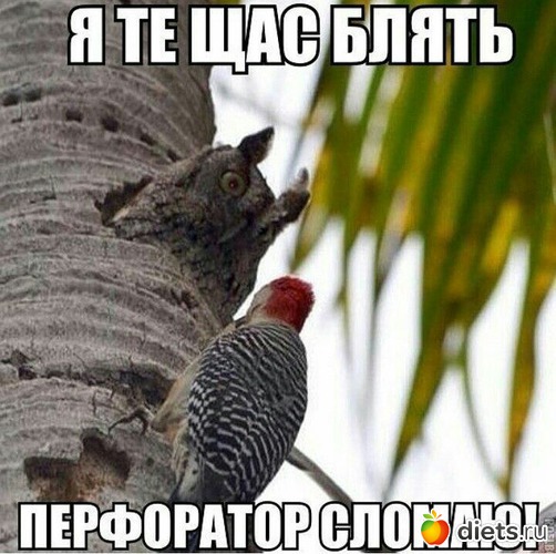 ��� ����� ������, ������: .