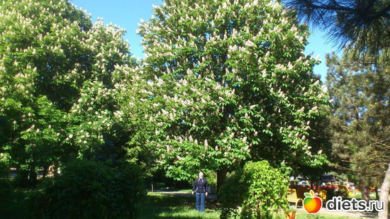 11 ���, ������: 1 ��� 2017 �