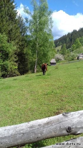 39 ����: ����