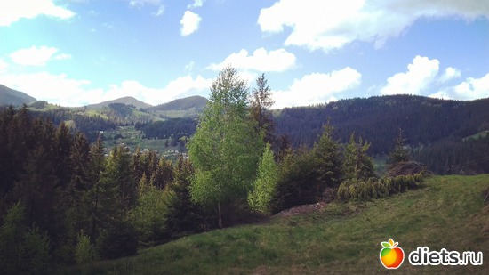 41 ����: ����