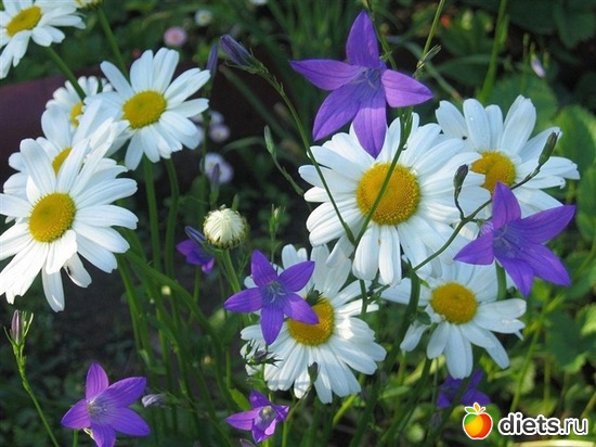 2 ����: ����