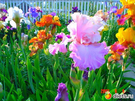 3 ����: ����