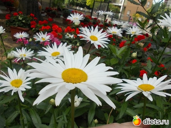 9 ����: ����