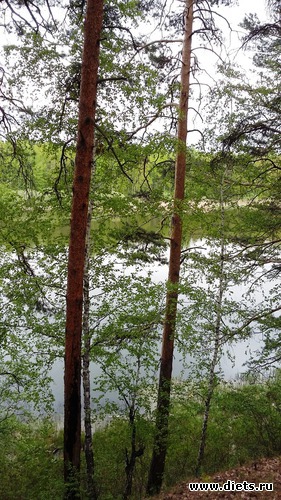 62 ����: ��������...