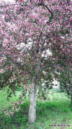 81 ����: ��������...