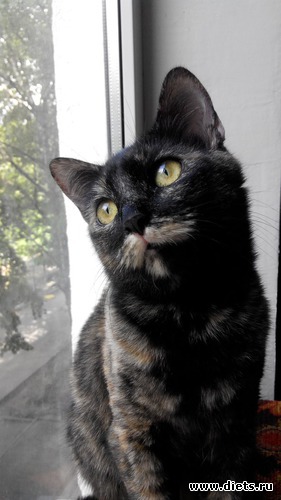 ���� ����, ������: ���������