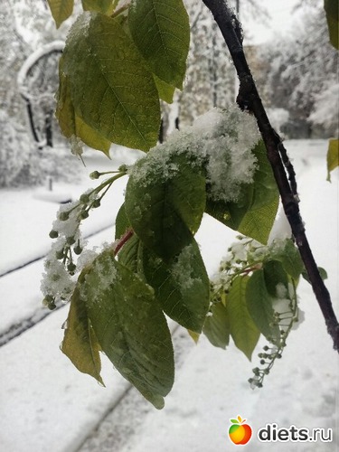 ������� ��� ������, ������: ������� �����