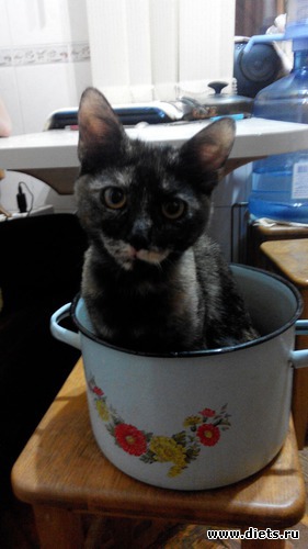 ����� ��� - ��� � �����, ������: ���������