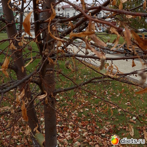 77 ����: ������� ����!!!