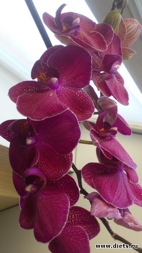 Орхидея моя, альбом: Цветы