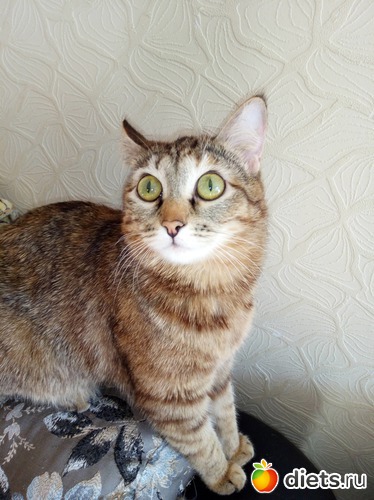 1 ����: ��������)))