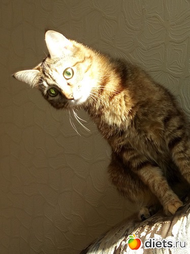 3 ����: ��������)))