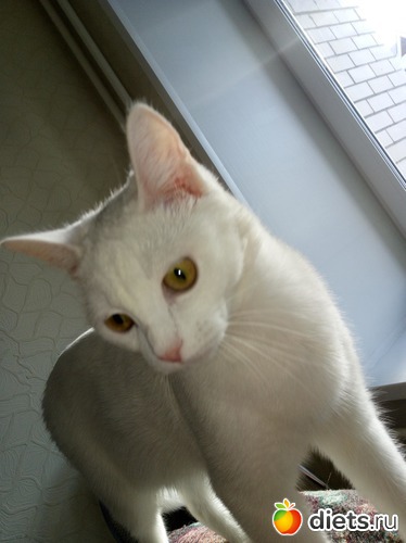 12 ����: ��������)))