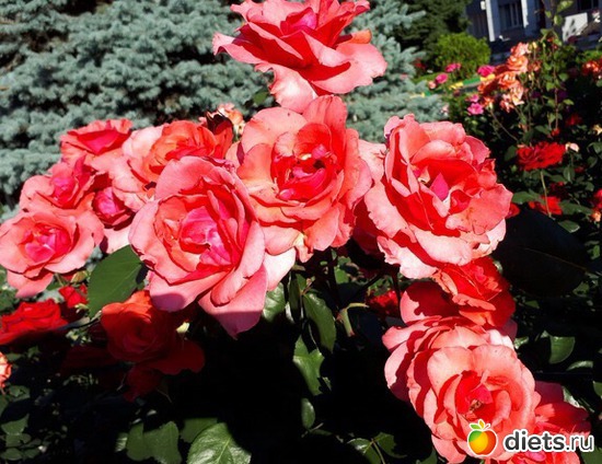 Батайские красотки, альбом: То, что я люблю