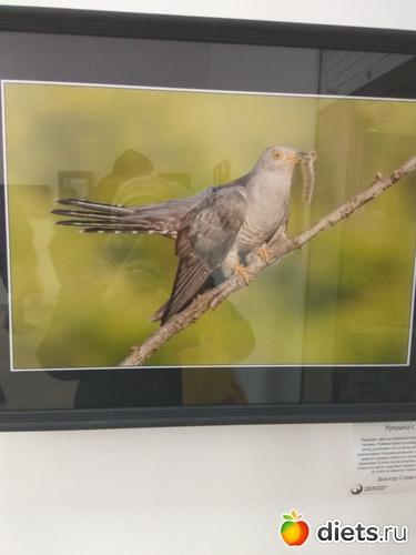 51 ����: ��������